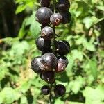Ribes magellanicum fruit picture by Daniel Barthelemy (cc-by-nc)