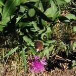 Centaurea nervosa habit picture by Hervé Rey (cc-by-sa)