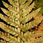 Polystichum setiferum leaf picture by David Laloi (cc-by-sa)