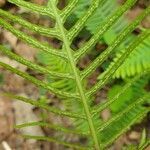 Blechnum spicant fruit picture by dominique sindoni (cc-by-sa)
