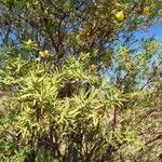 Hypericum lanceolatum habit picture by Sarami (cc-by-sa)