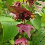 Leycesteria formosa fruit picture by Pereira Jorge (cc-by-sa)