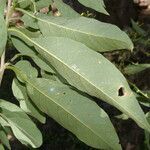 Cestrum dumetorum leaf picture by Nelson Zamora Villalobos (cc-by-nc)