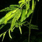 Senegalia hayesii leaf picture by Nelson Zamora Villalobos (cc-by-nc)