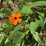 Thunbergia alata habit picture by Fabien Anthelme (cc-by-sa)