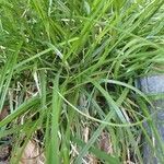 Carex pairae habit picture by Yoan MARTIN (cc-by-sa)