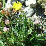 Hieracium villosum habit picture by francois tissot (cc-by-sa)