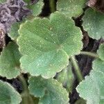 Asarina procumbens habit picture by laurent boniface (cc-by-sa)