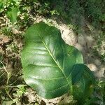 Nicotiana rustica leaf picture by Yannick Combes (cc-by-sa)
