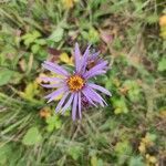 Aster amellus flower picture by Petra Z (cc-by-sa)