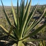 Agave sisalana leaf picture by Miguel DrE (cc-by-sa)