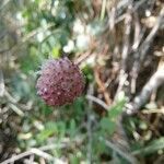 Sanguisorba officinalis fruit picture by Luca Romeo (cc-by-sa)