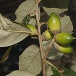 Quercus oleoides fruit picture by Nelson Zamora Villalobos (cc-by-nc)