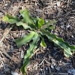 Chlorogalum pomeridianum leaf picture by Douglas￼ Bachman (cc-by-sa)
