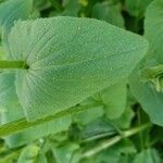 Doronicum plantagineum leaf picture by Jean Maurice Bauné (cc-by-sa)