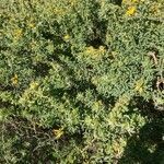 Adenocarpus hispanicus habit picture by Collados Ana (cc-by-sa)