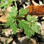 Erodium cheilanthifolium leaf picture by pablocuesta92 (cc-by-sa)