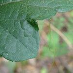 Cayaponia africana leaf picture by Maarten Vanhove (cc-by-sa)
