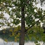 Populus nigra habit picture by Anna Mercuriali (cc-by-sa)