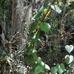 Dioscorea bulbifera habit picture by Eli Small (cc-by-sa)