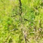Poa palustris flower picture by Franck Turlan (cc-by-sa)