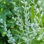 Lepidium sativum flower picture by Michael Kothe (cc-by-sa)