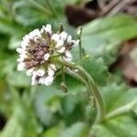 Lepidium campestre flower picture by Cathy L HERIAU (cc-by-sa)