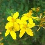 Hypericum tetrapterum flower picture by Iris Volk (cc-by-sa)