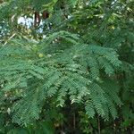 Leucaena leucocephala habit picture by pedrogc -- (cc-by-sa)