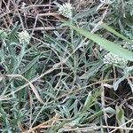Helichrysum globosum habit picture by susan brown (cc-by-sa)