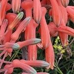 Aloe amudatensis flower picture by susan brown (cc-by-sa)