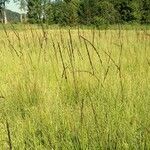 Molinia caerulea habit picture by Rossen Vassilev (cc-by-sa)