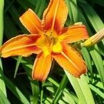 Hemerocallis fulva flower picture by Jani Zadrgal (cc-by-sa)