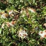 Symphyotrichum x salignum habit picture by Yoan MARTIN (cc-by-sa)
