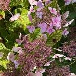 Hydrangea macrophylla habit picture by David Hocken (cc-by-sa)