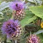 Cynara cardunculus flower picture by hélène thomas (cc-by-sa)