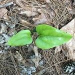 Smilax bona-nox leaf picture by Lane Haden (cc-by-sa)