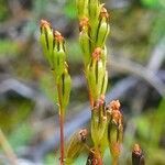 Drosera rotundifolia fruit picture by Pierre LEON (cc-by-sa)