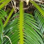 Encephalartos tegulaneus leaf picture by susan brown (cc-by-sa)
