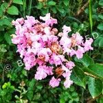 Lagerstroemia indica flower picture by Gómez Ely (cc-by-sa)