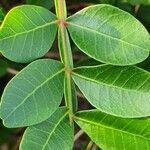 Pistacia aethiopica leaf picture by susan brown (cc-by-sa)