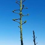 Agave sisalana flower picture by Pietro Pallini (cc-by-sa)