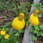 Calceolaria integrifolia flower picture by PhilBern (cc-by-sa)