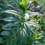 Saponaria officinalis habit picture by Romain SUAU (cc-by-sa)