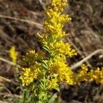 Solidago odora flower picture by Matthias Foellmer (cc-by-sa)