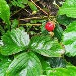 Fragaria moschata fruit picture by флора 🌺 (cc-by-sa)