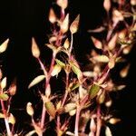 Sauvagesia pulchella habit picture by Nelson Zamora Villalobos (cc-by-nc)