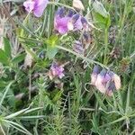 Lathyrus linifolius flower picture by Aurélie WOLFF (cc-by-sa)