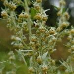 Artemisia absinthium flower picture by c3rebro (cc-by-sa)