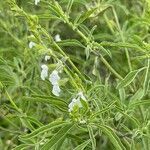 Salvia reflexa habit picture by Miguel-de-SCAMPS_MX (cc-by-sa)